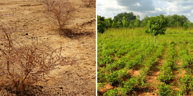 Planting a better future